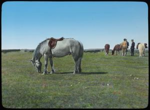 Image: Saddle Horse